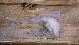 額縁のクリーニング時の写真・額縁に付着していた虫の卵の写真