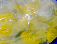 南あわじ市の「市の花」水仙の花酵母を利用した地域ブランド食品の開発研究